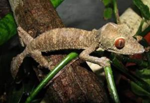 平额叶尾壁虎：属于马达加斯加的特有物种（体长26厘米）