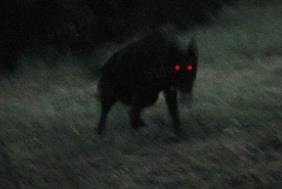 英国幽灵黑狗是厄运及死亡的象征，它是否真的存在呢 ？