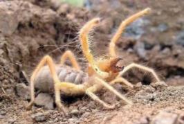 食人巨蛛巨骆驼蜘蛛，蚕食美国大兵的疯狂避日蛛(图片)