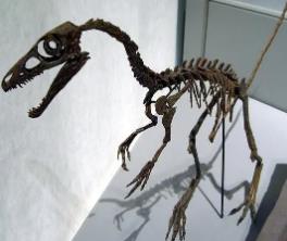 揭秘中华龙鸟之谜，中华龙鸟化石(小型肉食恐龙/鸟的祖先)