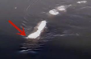 揭秘冰岛水怪之谜，游走于水面的巨蟒(被质疑造假)