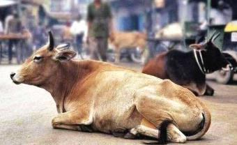 印度人把牛当神，为何还大量出口牛肉（市场需求）