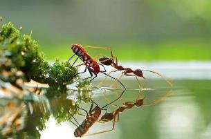 为啥同样生活在地球，蚂蚁看不到人类（纬度限制）