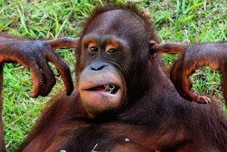 人类用红毛猩猩卖淫，被折磨的不成样子（虐待动物）