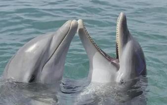 海洋中最聪明的生物，海豚的智商有什么秘密（海豚秘密）