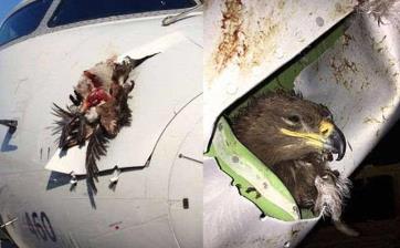 黑白兀鹫在11000米的高空飞行，结果与飞机相撞